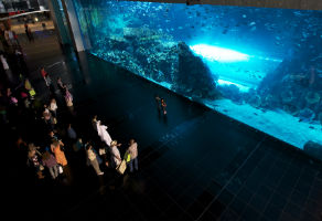 Shark Dive at Dubai Aquarium and Underwater Zoo 2